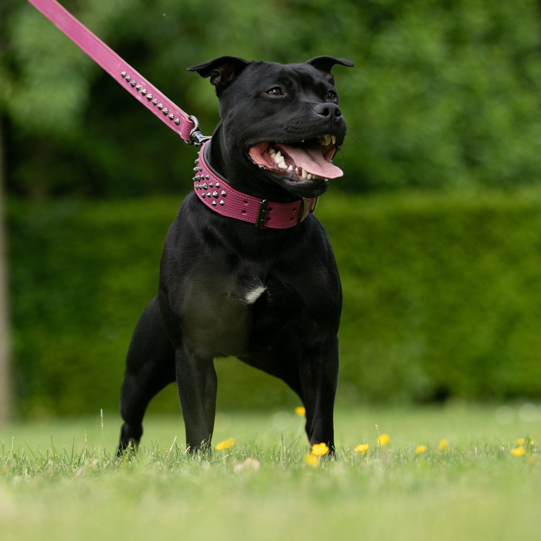 Hand Made Leather Dog Collar - Ruthless Pink & Black (Wide Fit)