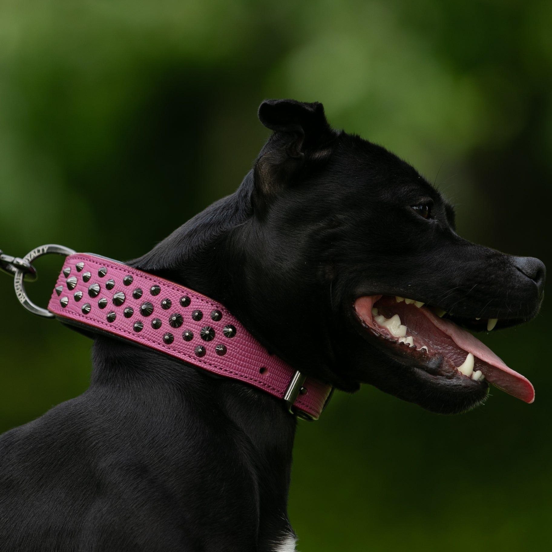 Hand Made Leather Dog Collar - Ruthless Pink & Black (Wide Fit)