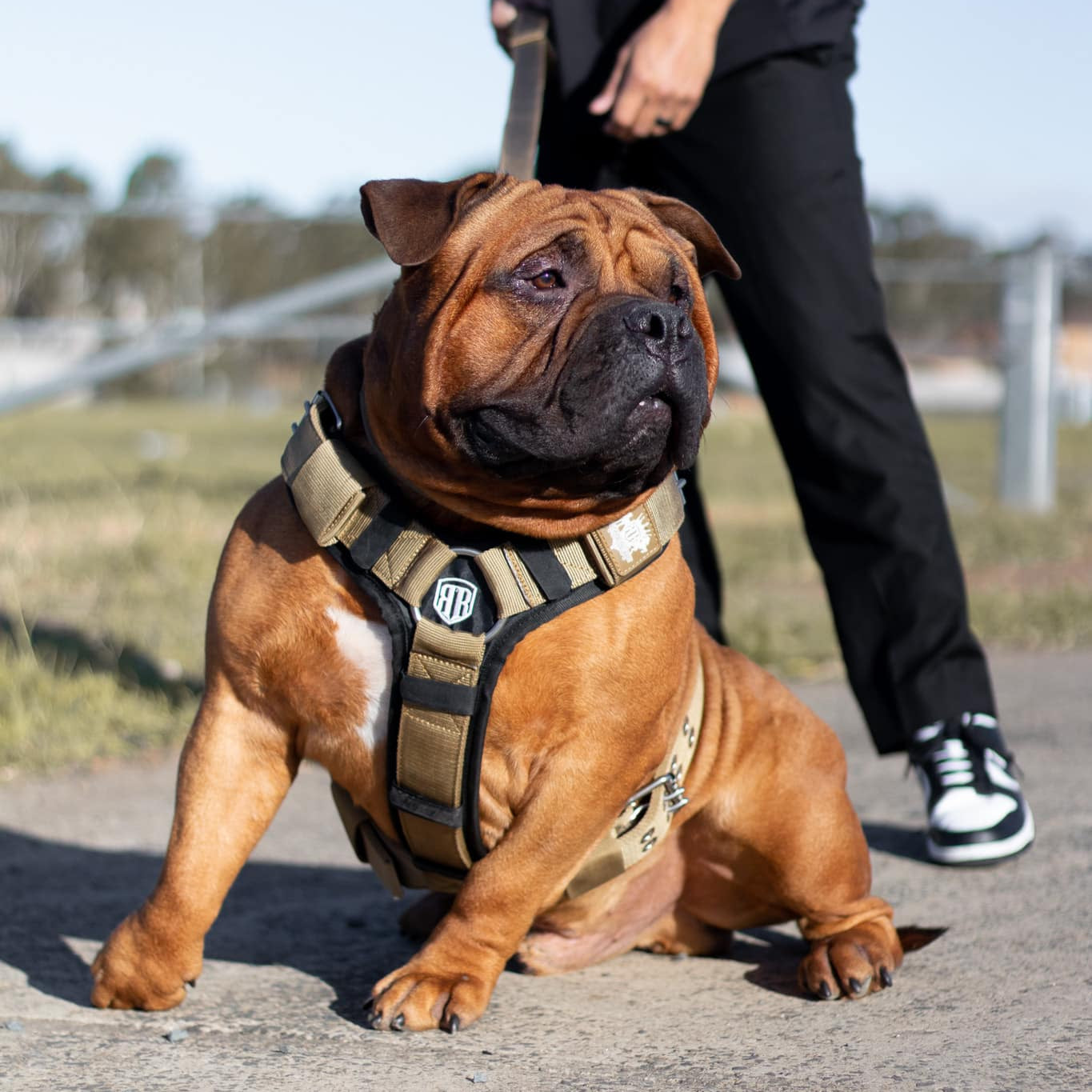 SUPATUFF® Dog Harness Heavy Duty Desert Wolf
