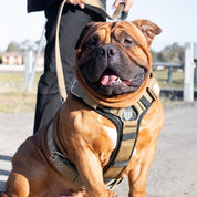 SUPATUFF® Dog Harness Heavy Duty Desert Wolf