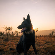 SUPATUFF® Strong Dog Collar Camo (Wide Fit)