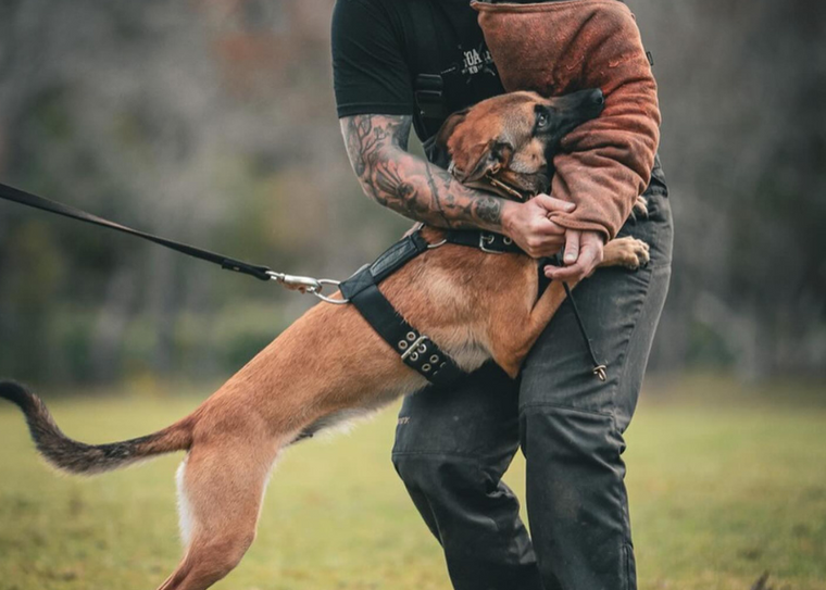 Strong Malinois in training session with handler, wearing a black Supatuff dog harness