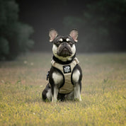 Dog Harness Active X Sahara