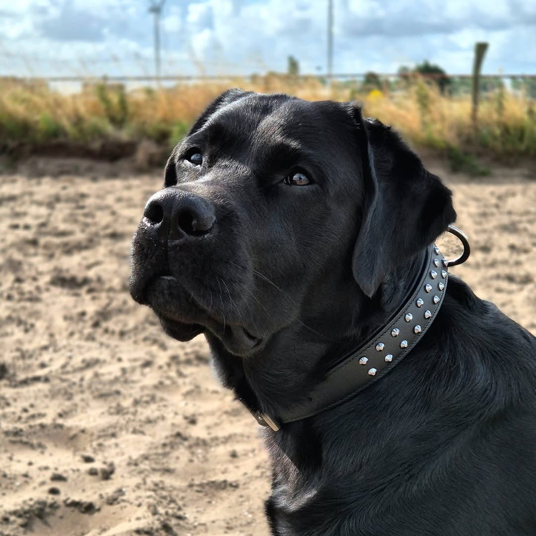 Black labrador wearing Ruffneck regular fit leather studded dog collar.