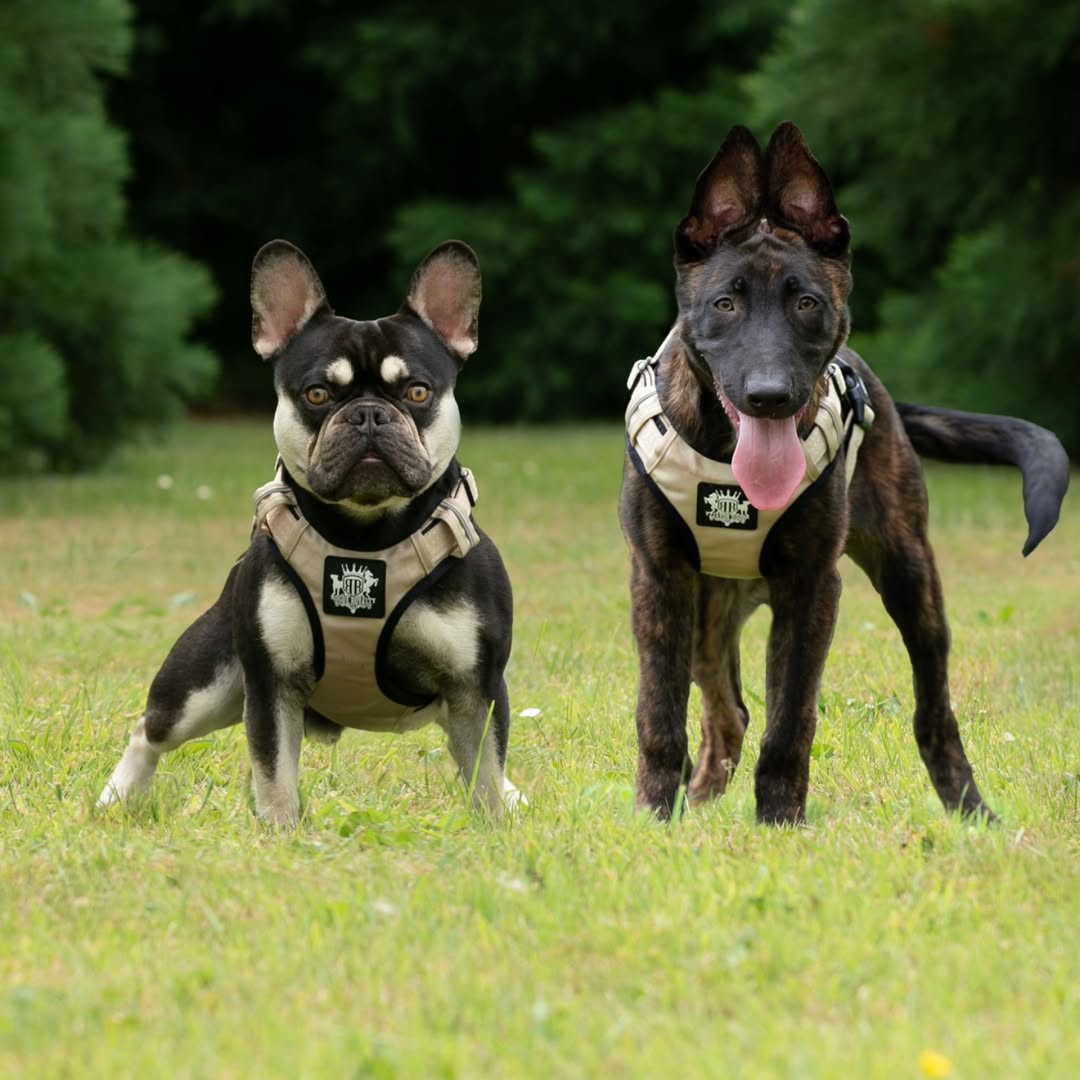 Dog Harness Active X Sahara