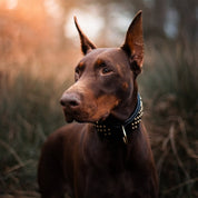 Hand Made Leather Dog Collar - RuffNeck Black & Brass (Wide Fit)