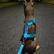 SUPATUFF® Strong Dog Harness Turquoise (Regular Fit)