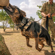 SUPATUFF® Dog Harness Heavy Duty Camo