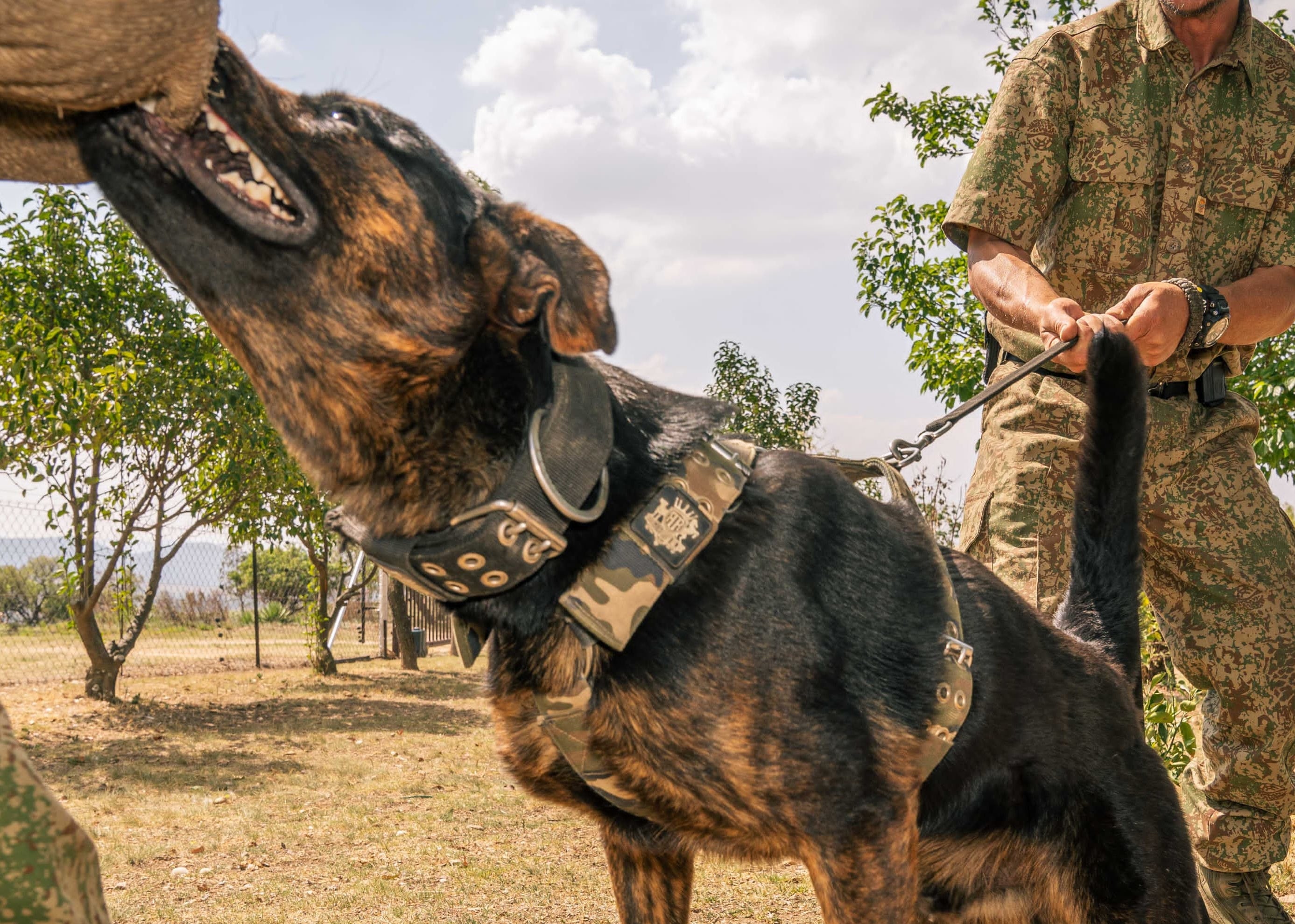 SUPATUFF® Strong Dog Harness Camo (Regular Fit)