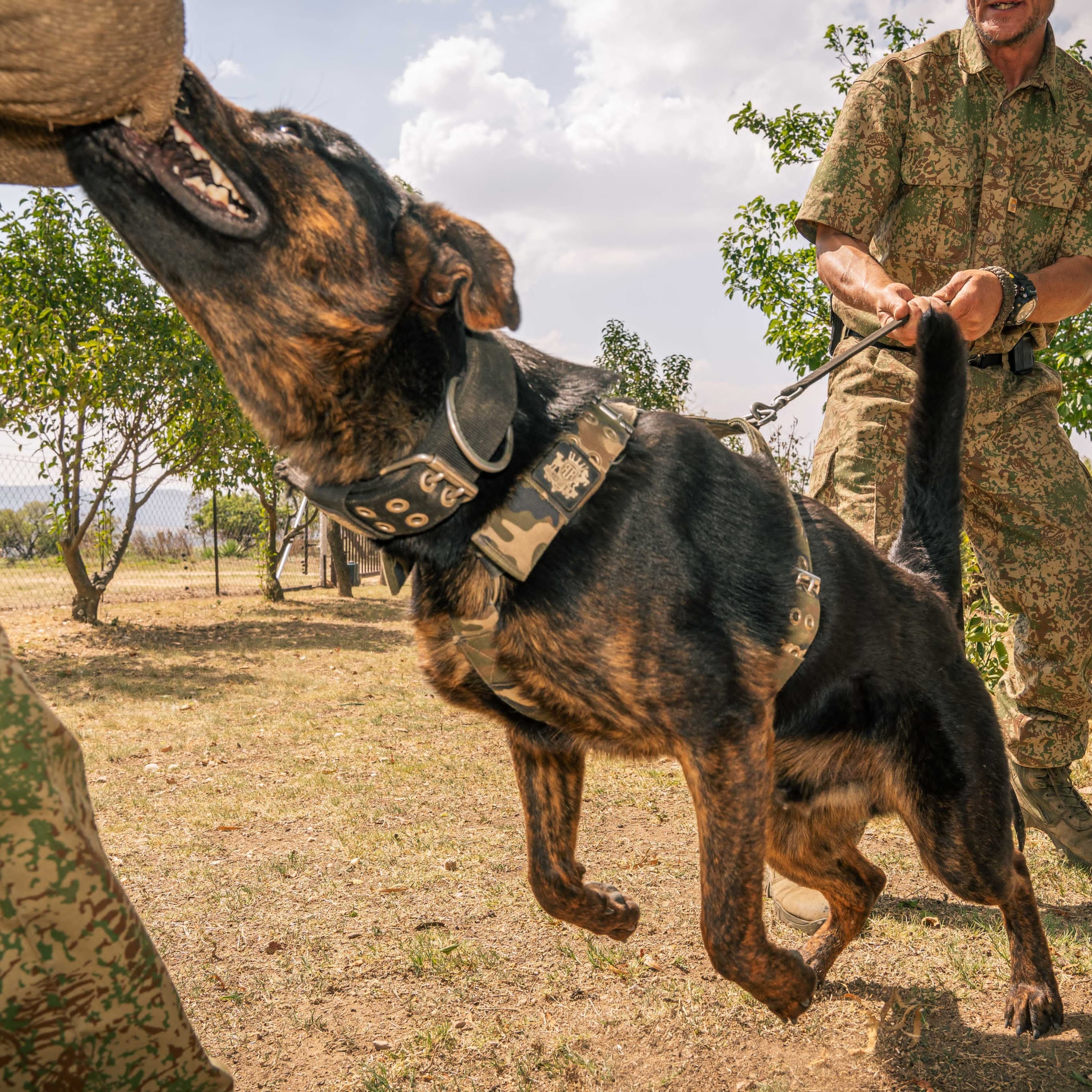 SUPATUFF® Dog Harness Heavy Duty Camo