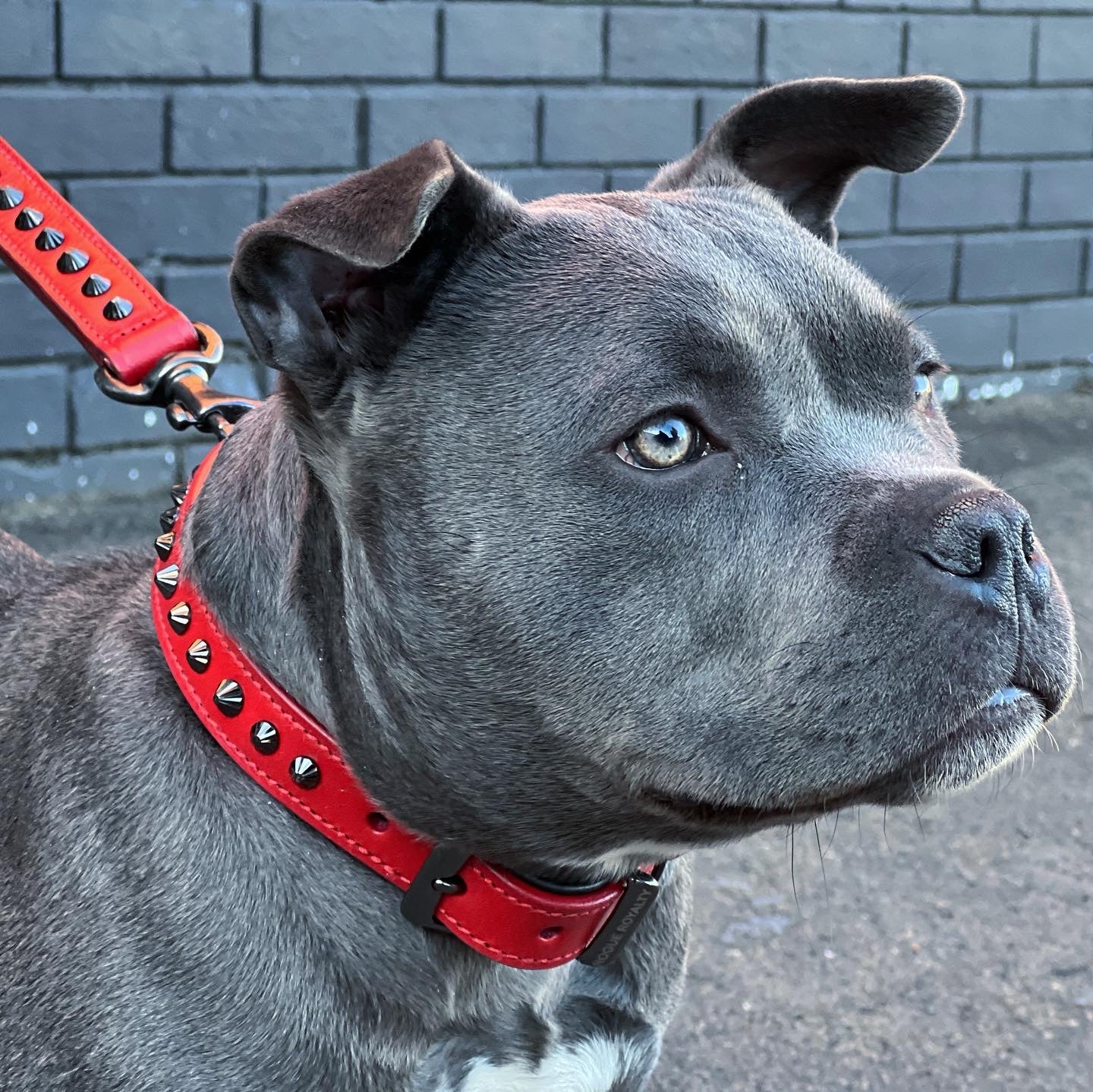 Hand Made Leather Dog Collar - Ruthless Red & Black (Slim Fit)