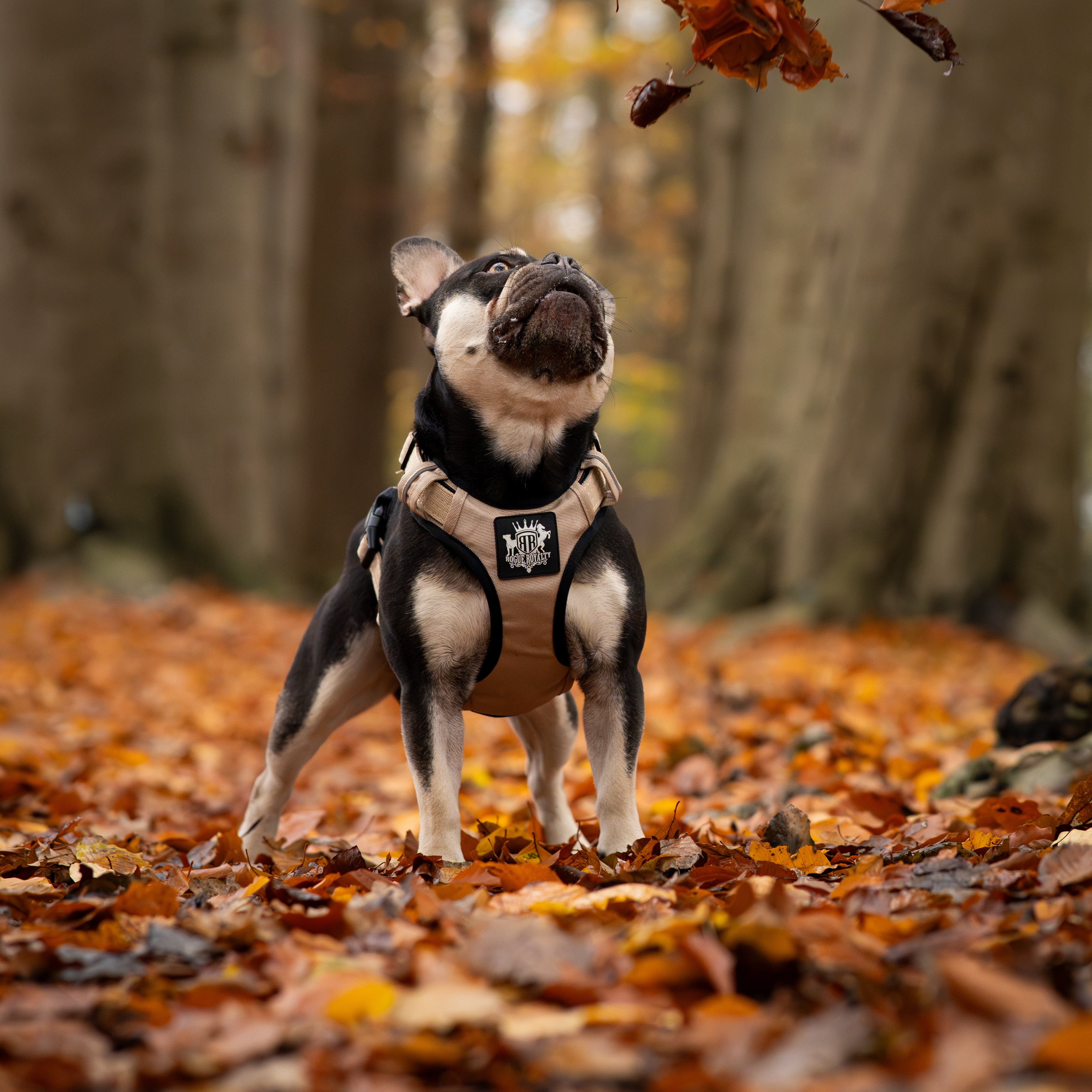 Front view of dog harness