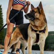 German shepherd on paddleboard with owner wearing a black Supatuff dog harness