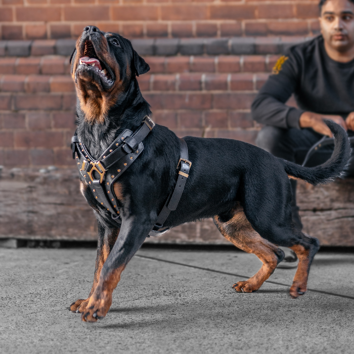 Attila Black Brass Harness