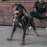 Leather Dog Harness -"Attila" Black/Brass
