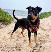 Hand made leather dog harness Attila