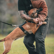 Strong Malinois in training session with handler, wearing a black Supatuff dog harness