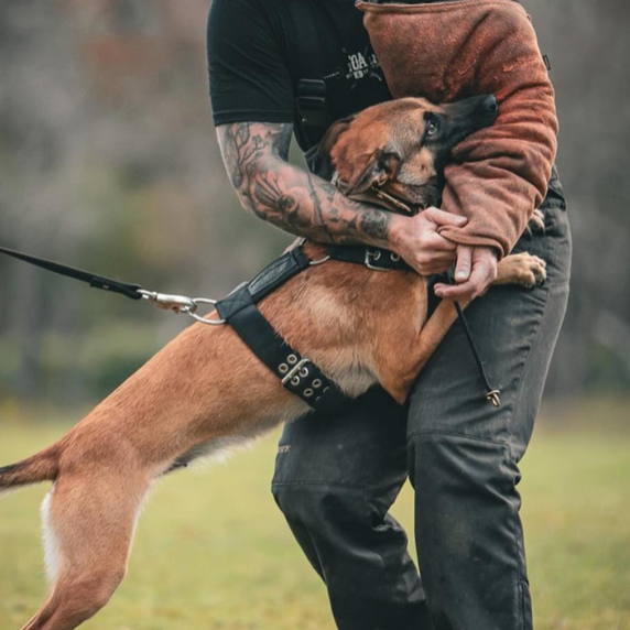 Strong Malinois in training session with handler, wearing a black Supatuff dog harness