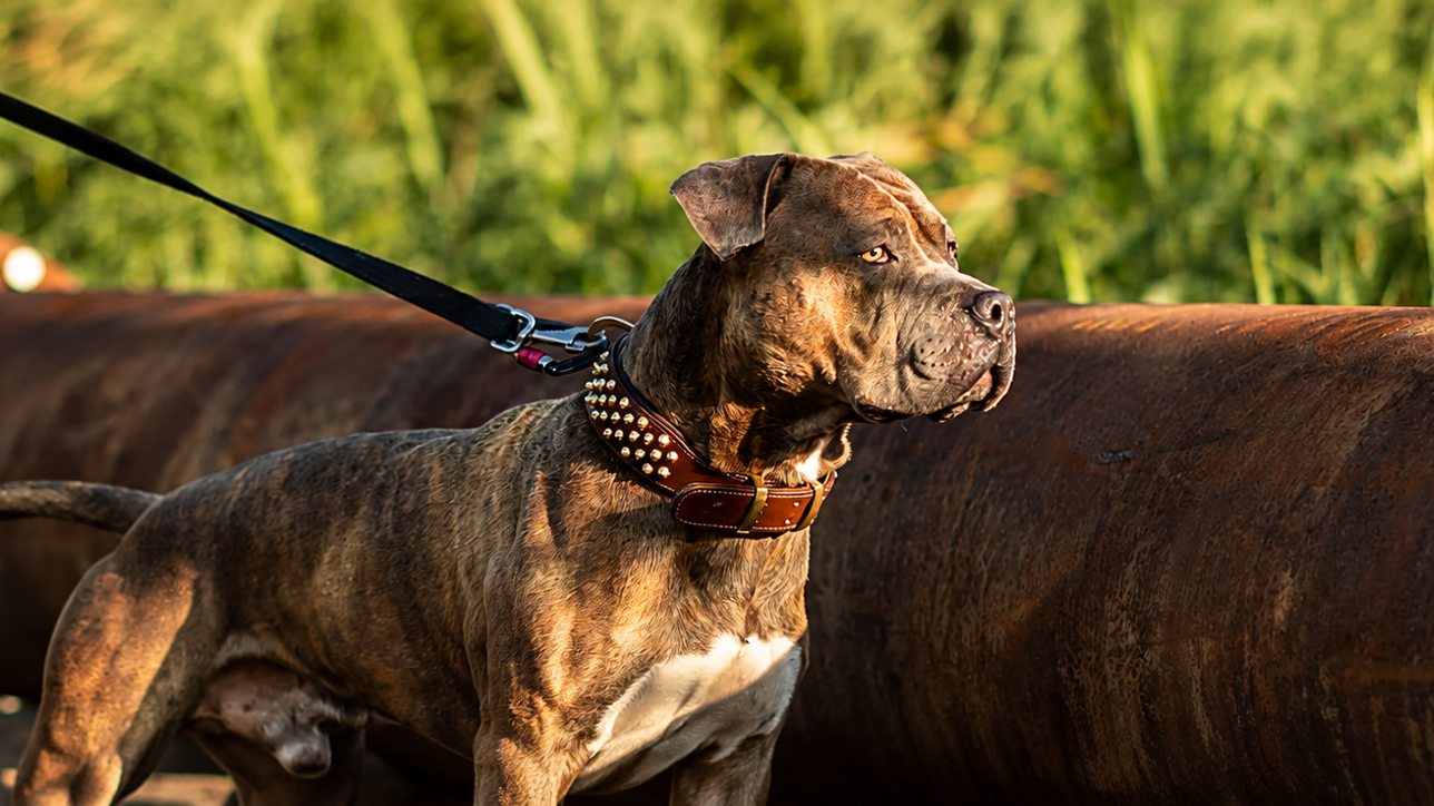 Rogue Royalty leather, SupaTuff nylon and chain-link dog collars for small, medium and large dogs