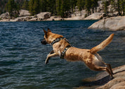Dog Swimming  in Camo Dog Harness