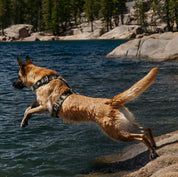 Dog Swimming  in Camo Dog Harness