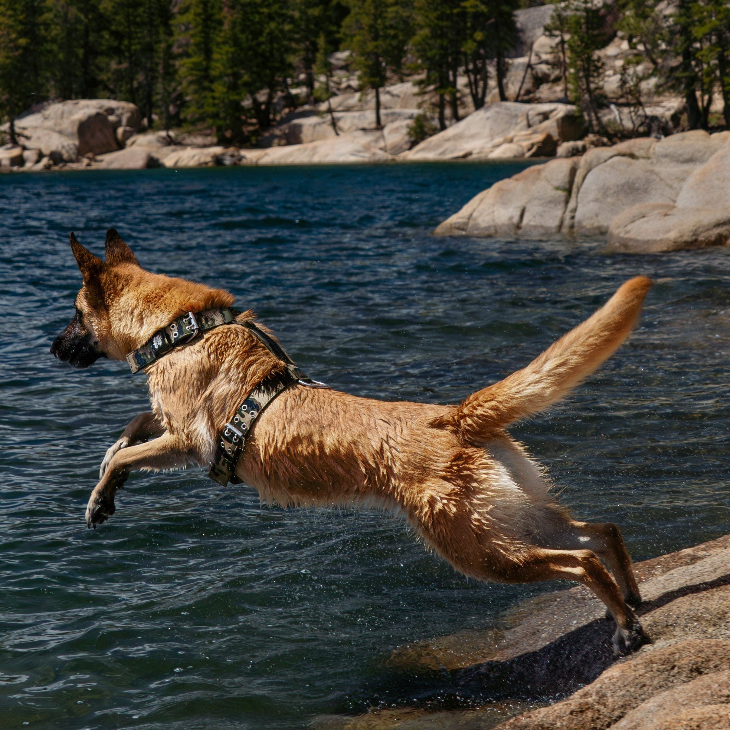 Dog Swimming  in Camo Dog Harness