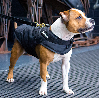 SHOP DOG JACKETS ONLINE