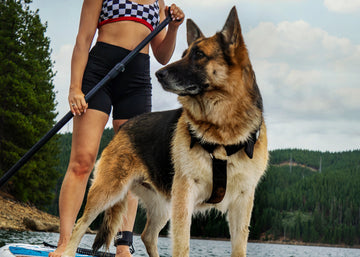 German shepherd on paddleboard with owner wearing a black Supatuff dog harness