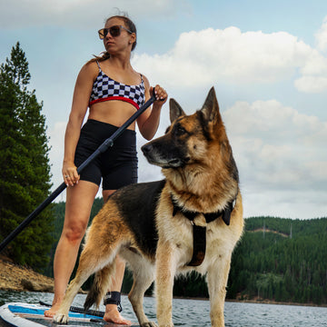 German shepherd on paddleboard with owner wearing a black Supatuff dog harness