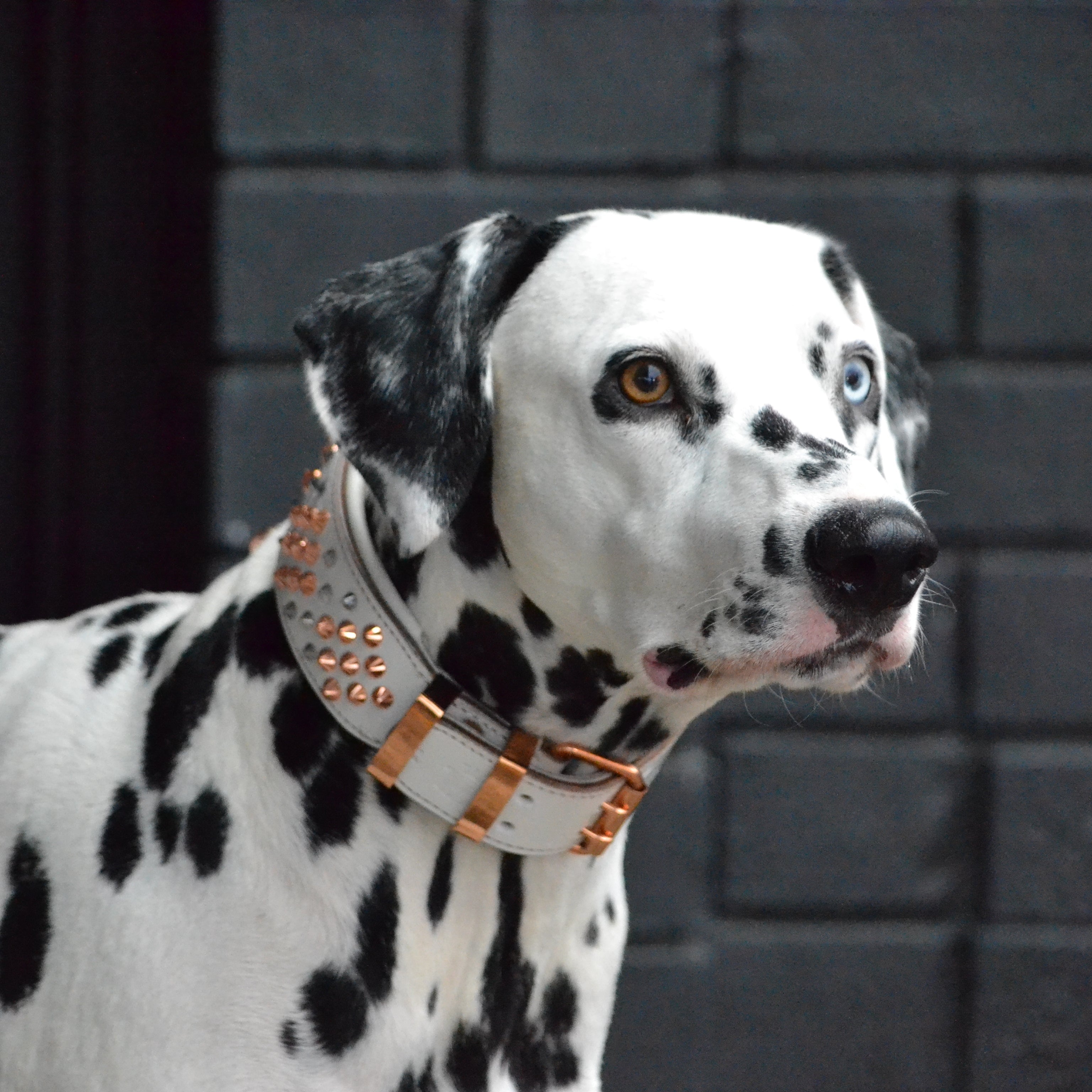 Hand Made Leather Dog Collar - ICED OUT ROSE GOLD (Wide Fit)