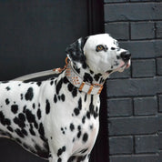 Hand Made Leather Dog Collar - ICED OUT ROSE GOLD (Wide Fit)