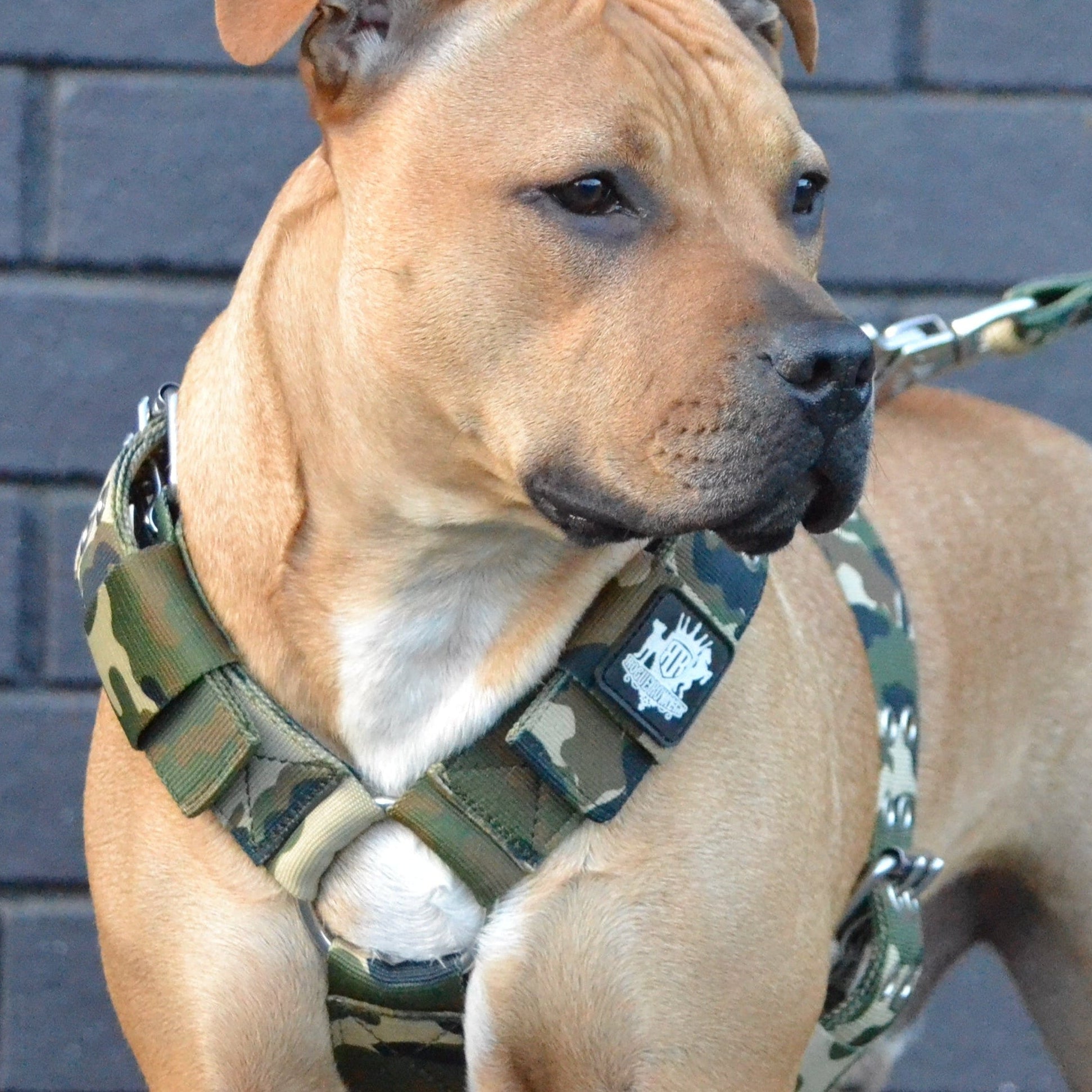 SUPATUFF® Strong Dog Harness Camo (Regular Fit)