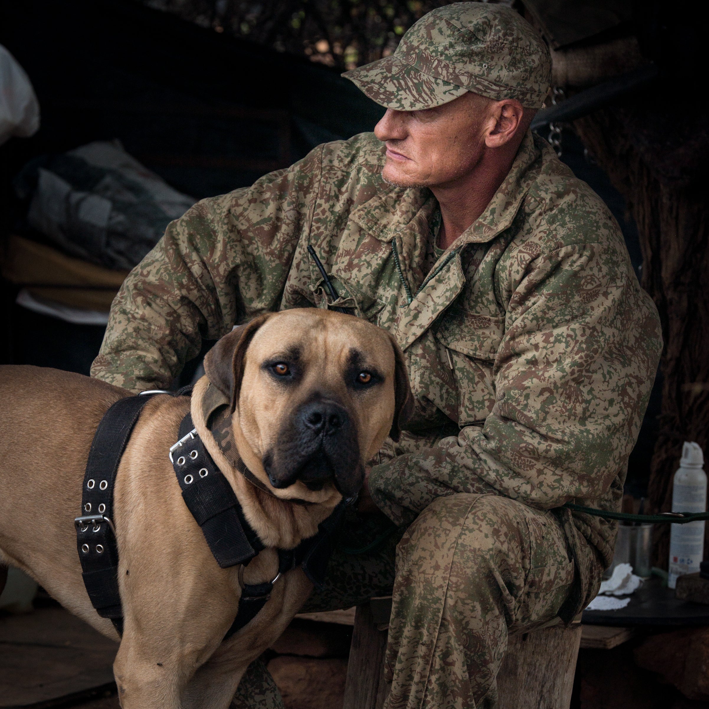 For Dogs Who’ve Gone Rogue