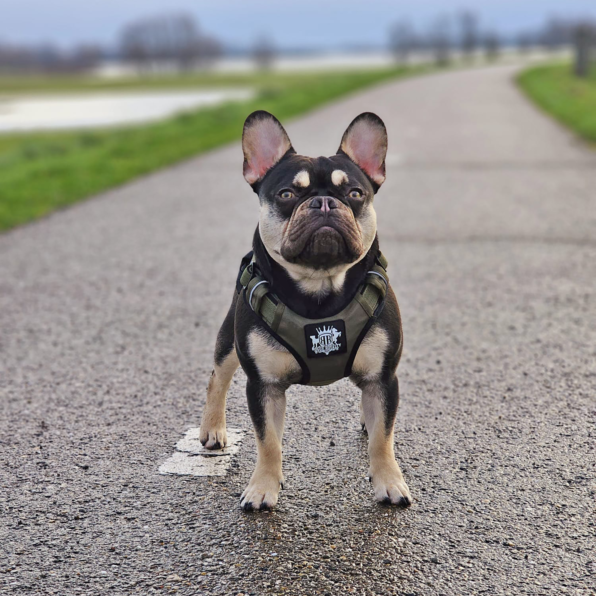 Dog Harness - Active X Green