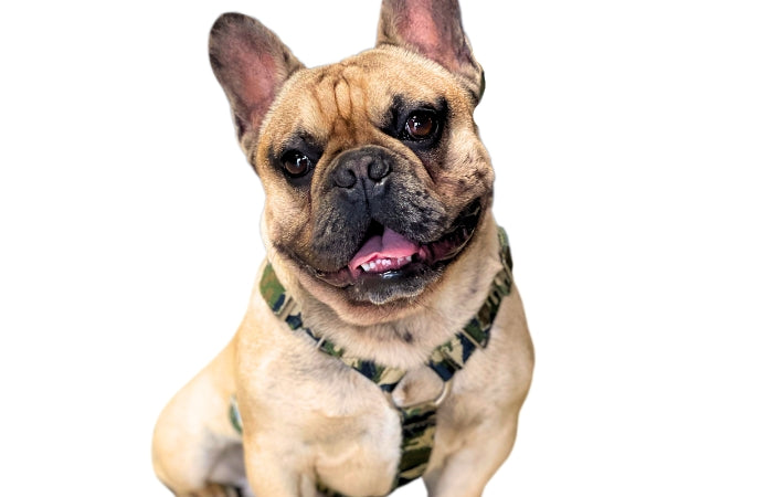 French Bulldog in SupaTuff Camouflage dog harness