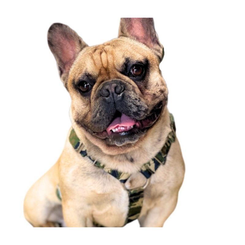 French-bulldog-harness