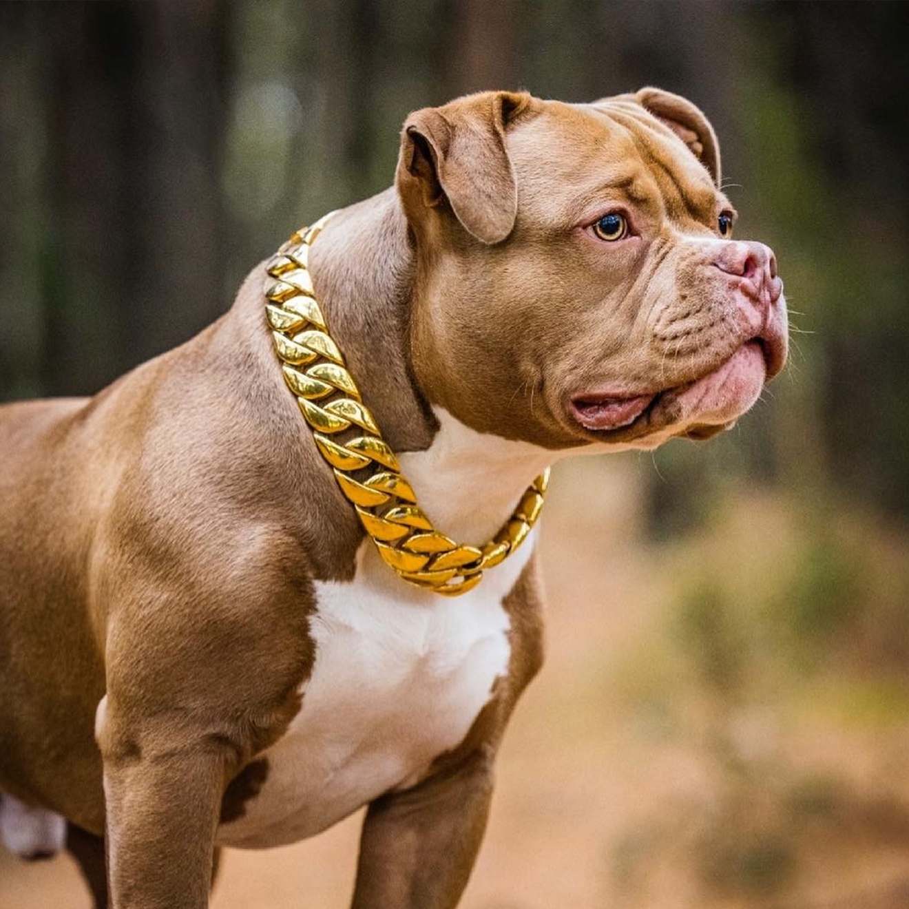 Pitbull Big Dog Collar Chain Tan Pitbull With Gold Chain 18k Gold