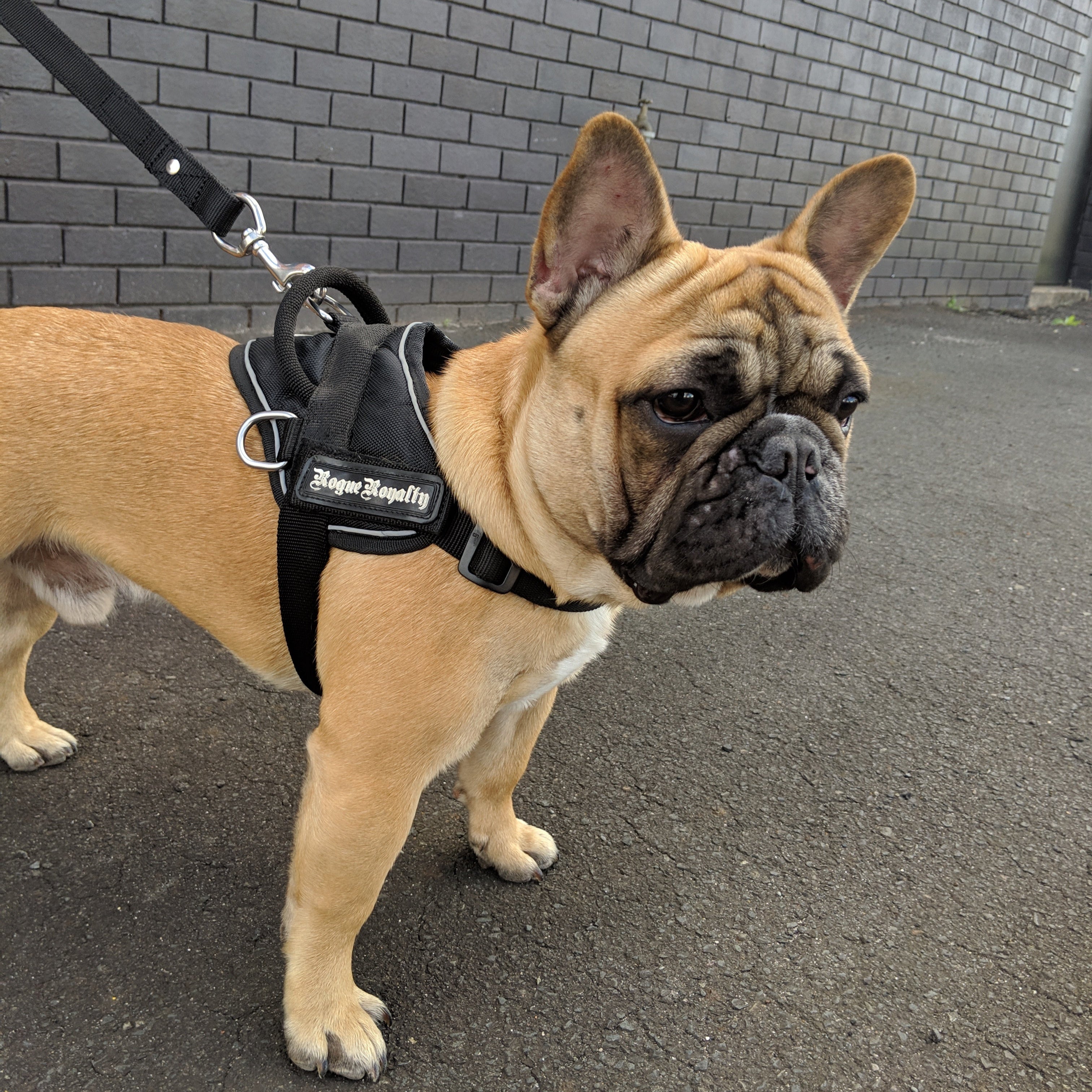 Small Dog Harness - Quick Fit Black - On Sale