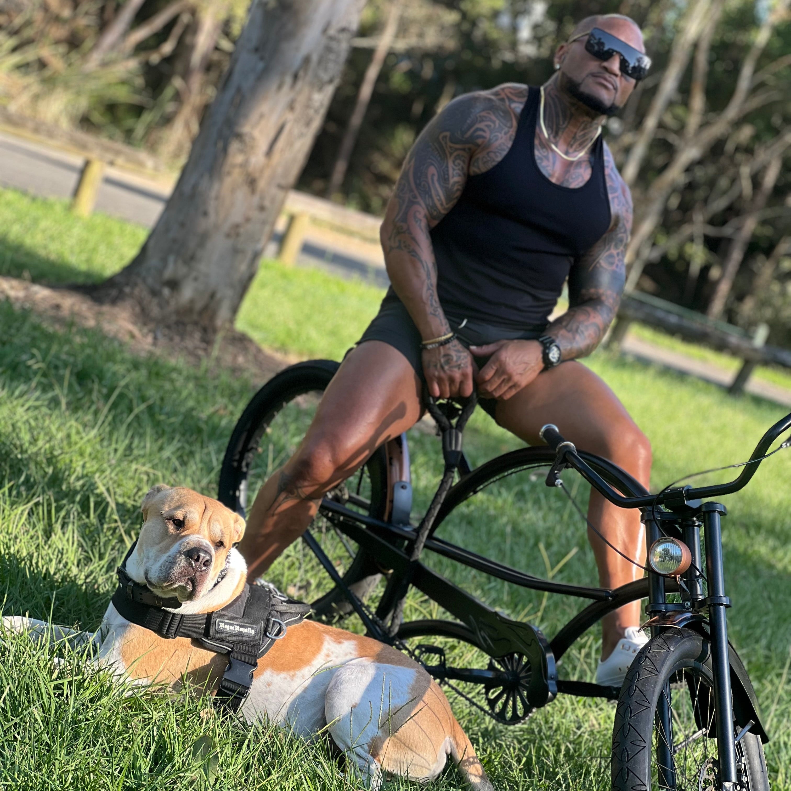Large dog wearing quick fit dog harness on trail ride.