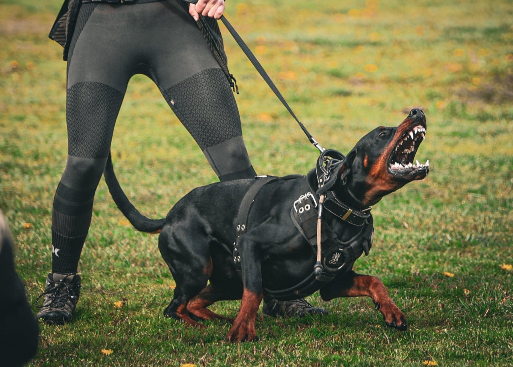 Large dog wearing a secure Rogue Royalty heavy-duty harness
