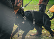 Dobermann doing guard dog training wearing strong Supatuff black dog harness