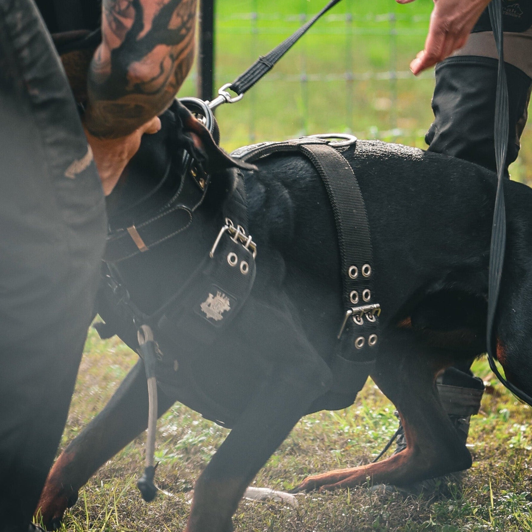 Dobermann doing guard dog training wearing strong Supatuff black dog harness