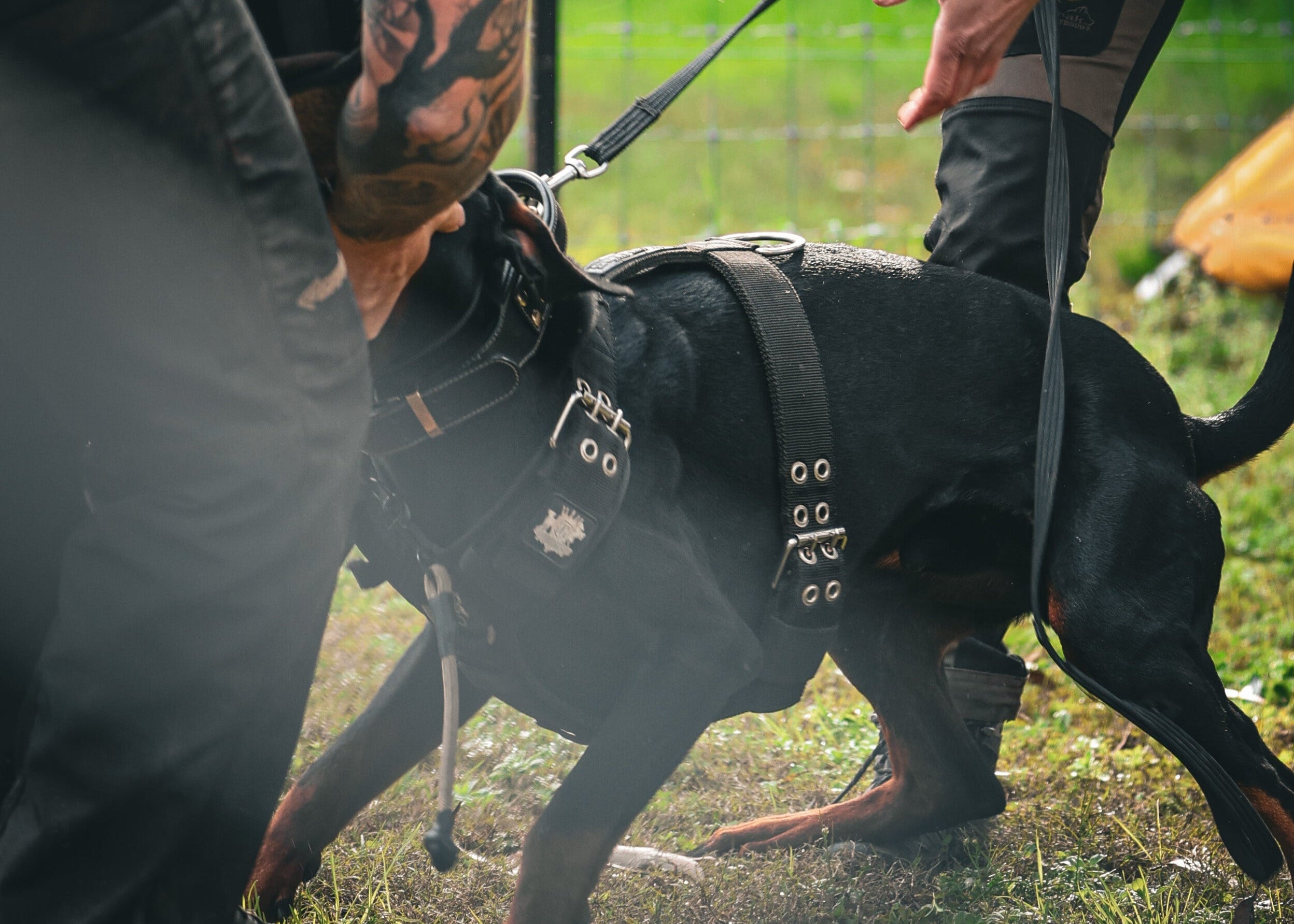 Dobermann doing guard dog training wearing strong Supatuff black dog harness