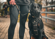 Dobermann sitting next to owner in black Supatuff dog harness with chest padding
