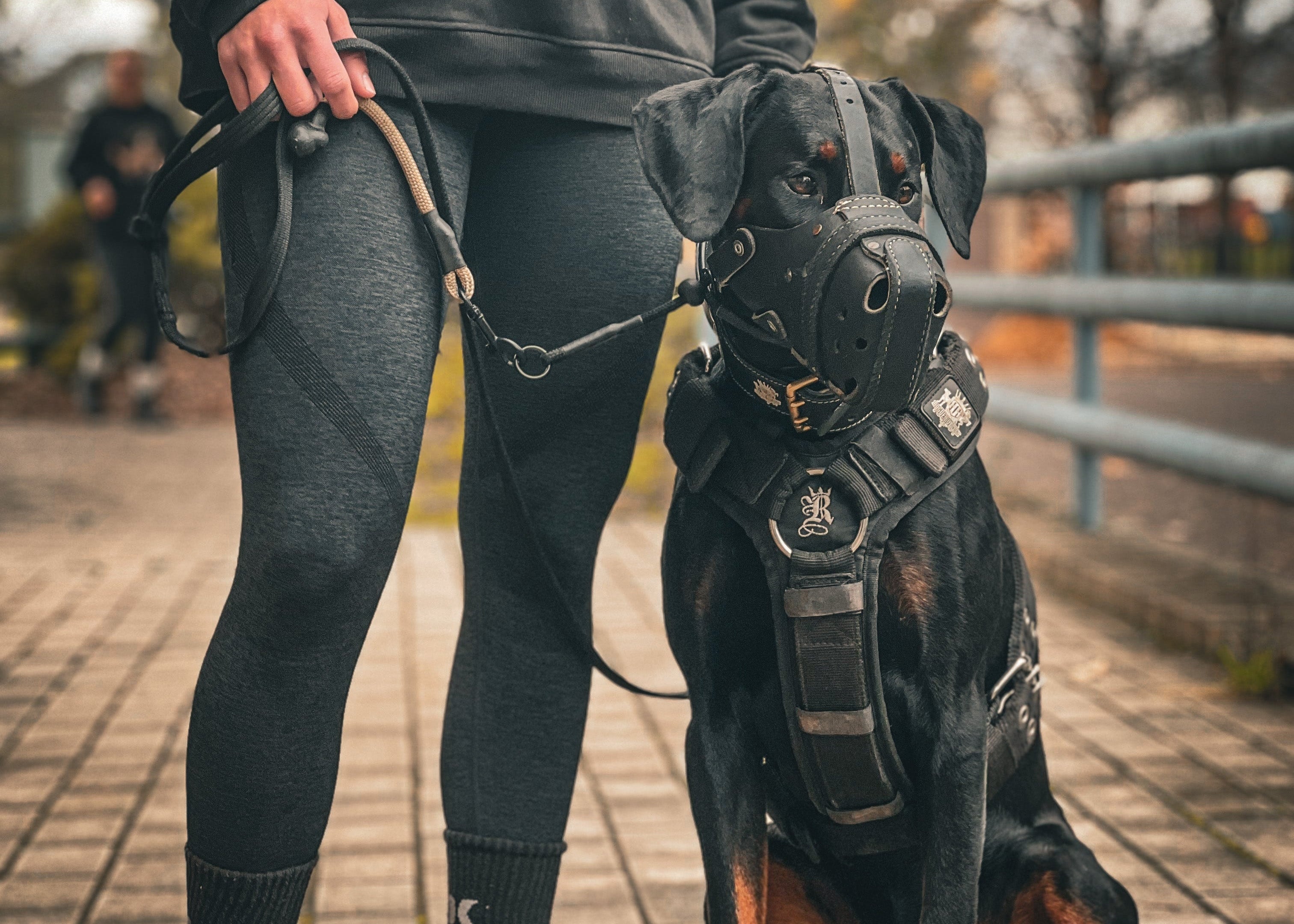 Dobermann sitting next to owner in black Supatuff dog harness with chest padding