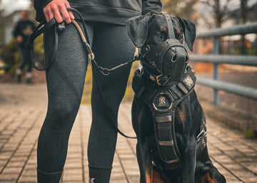 Dobermann sitting next to owner in black Supatuff dog harness with chest padding