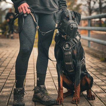 Dobermann sitting next to owner in black Supatuff dog harness with chest padding