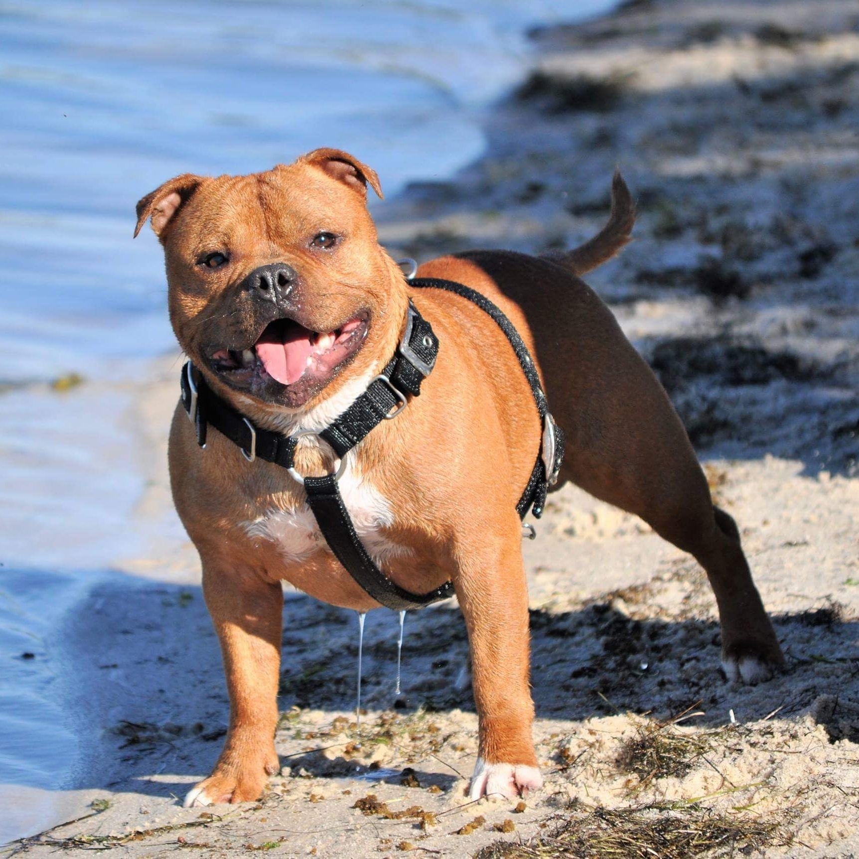 staffy standing on a rocky shore with water in the background wearing SupaTuff slim fit harness