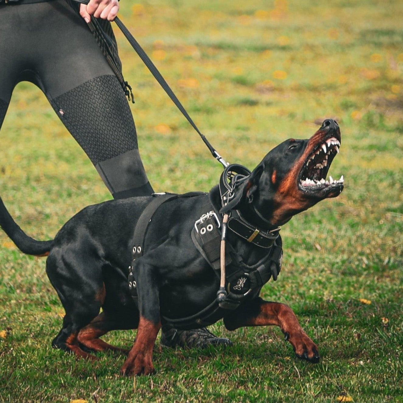Dobermann in dog training session with Supatuff black dog harness
