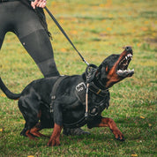 Dobermann in dog training session with Supatuff black dog harness